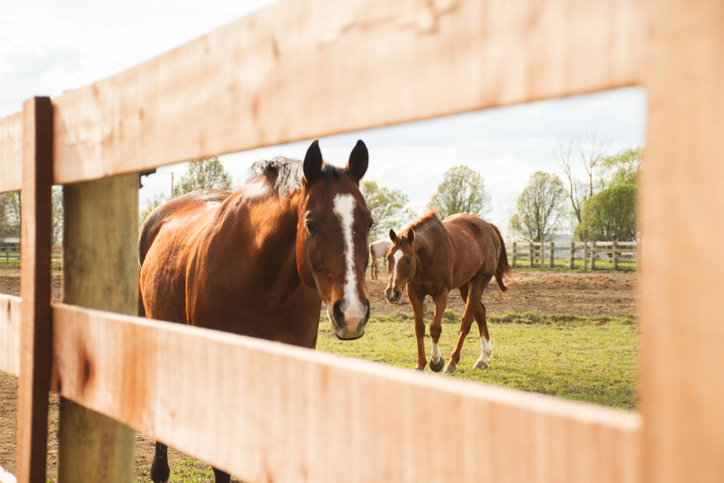 Services | Enhance Your Equine Experience — Get Started Today